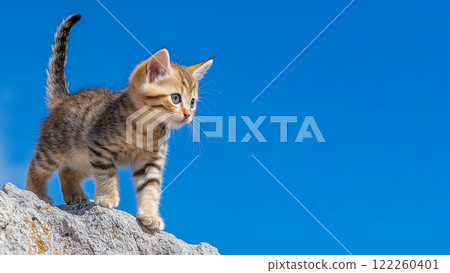 cat, pussy, sky 122260401