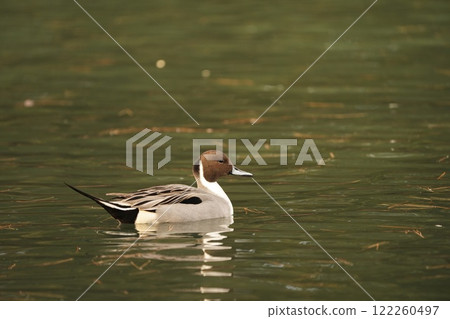 Male of the nurse 122260497