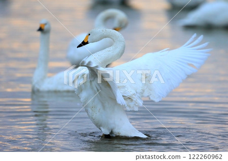 Flapping swan 122260962