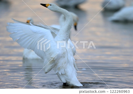 Flapping swan 122260963