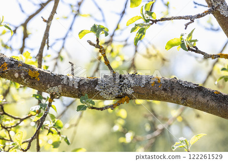 Gray and yellow lichen on the bark of an apple tree fruit tree 122261529