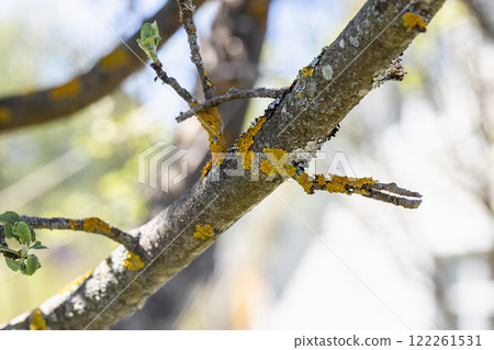 Gray and yellow lichen on the bark of an apple tree fruit tree 122261531