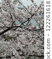 Cherry blossoms at Senkoji 122261618