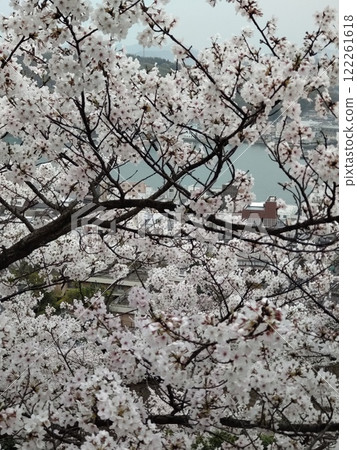 Cherry blossoms at Senkoji 122261618