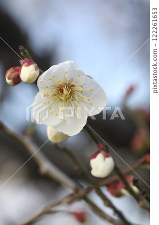 white plum blossom white plum blossom 122261653