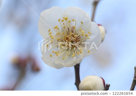 white plum blossom 122261654