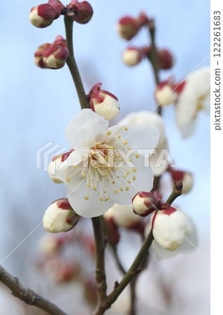 白梅花 白梅花 122261683