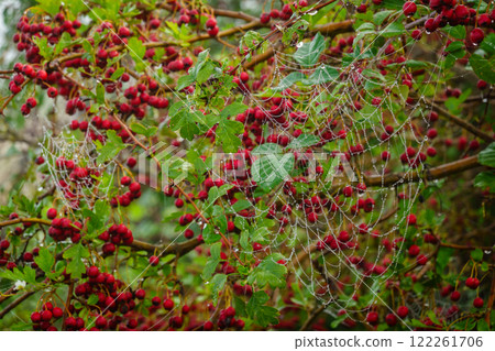Dew-covered spiderweb on berry bush in natural outdoor setting Dew-covered spiderweb on berry bush in natural outdoor setting 122261706