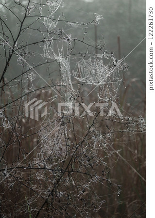 Cobwebs with dewdrops on a misty morning capturing natural beauty 122261730