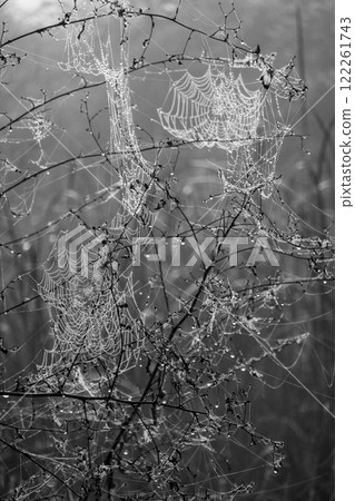 Spiderwebs with morning dew captured in a natural black and white composition Spiderwebs with morning dew captured in a natural black and white composition 122261743