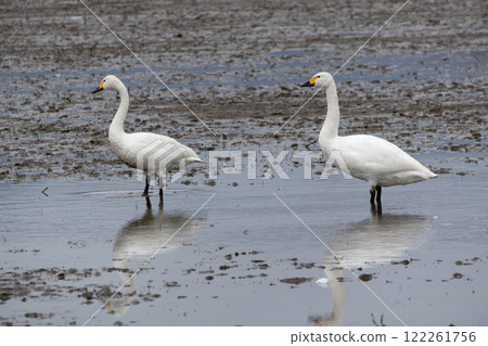 Whooper swans that came to Japan for the winter 122261756
