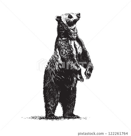 Grizzly bears standing upright on its hind legs, showcasing intricate fur details, strength, and wilderness elegance. Wildlife Animals. 122261764