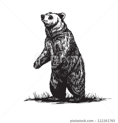 Grizzly bears standing upright on its hind legs, showcasing intricate fur details, strength, and wilderness elegance. Wildlife Animals. Grizzly bears standing upright on its hind legs, showcasing intricate fur details, strength, and wilderness elegance. Wildlife Animals. 122261765