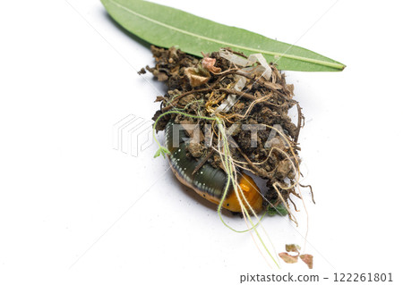 Hiding Caterpillar of Oleander Hawk moth or Daphnis nerii Butterfly with green Oleander leaf Hiding Caterpillar of Oleander Hawk moth or Daphnis nerii Butterfly with green Oleander leaf 122261801