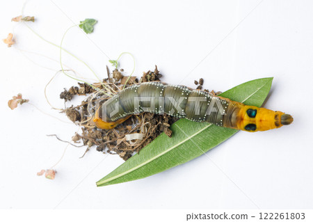 Top view of Caterpillar Oleander Hawk moth or Daphnis nerii Butterfly with green Oleander leaf Top view of Caterpillar Oleander Hawk moth or Daphnis nerii Butterfly with green Oleander leaf 122261803
