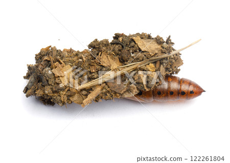 Colorful pupa cocoon and house of Oleander Hawk moth or Daphnis nerii on white background 122261804