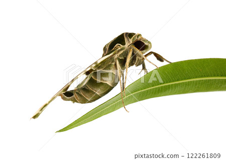 Beautiful Daphnis nerii butterfly on white background, macro 122261809