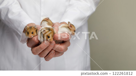 Veterinarian in white uniform holding a cute hamster, animal care and veterinary services concept. Veterinarian in white uniform holding a cute hamster, animal care and veterinary services concept. 122261812