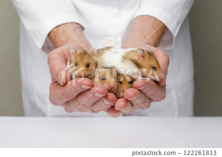Four hamsters in vet hands Four hamsters in vet hands 122261813