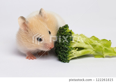 Cute hamster eating green vegetables on white background Cute hamster eating green vegetables on white background 122261815