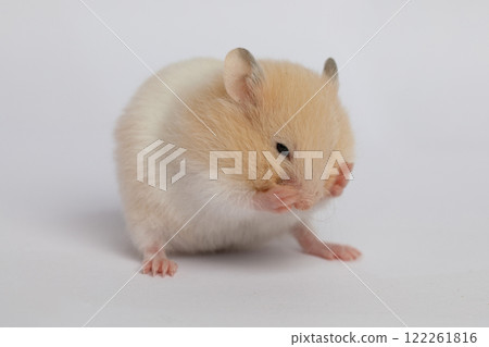 Small hamster washing on white background Small hamster washing on white background 122261816