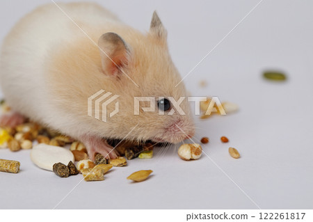 Small hamster eating seeds on white background 122261817