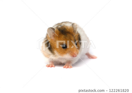 Syrian hamster on a white background Syrian hamster on a white background 122261820