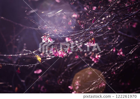 粉紅色的櫻桃樹 122261970