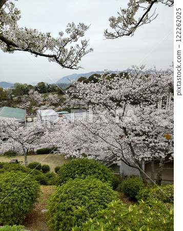 Cherry blossoms at Senkoji Park 122262025