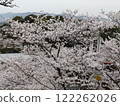 Cherry blossoms at Senkoji Park 122262026