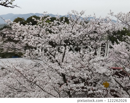 Cherry blossoms at Senkoji Park 122262026
