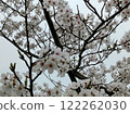 Cherry blossoms at Senkoji Park 122262030