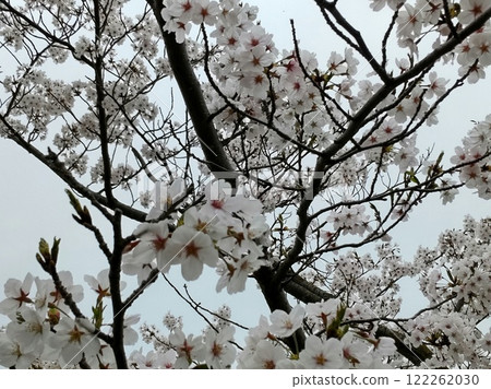 Cherry blossoms at Senkoji Park 122262030