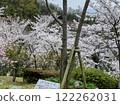 Cherry blossoms at Senkoji Park 122262031
