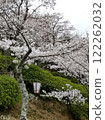 Cherry blossoms at Senkoji Park 122262032