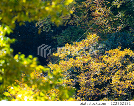 Beautiful autumn leaves shining on a clear autumn day 122262121