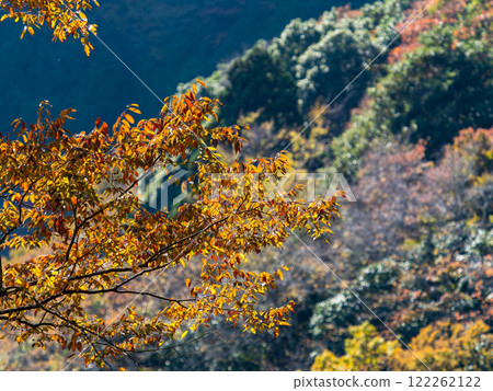 Beautiful autumn leaves shining on a clear autumn day Beautiful autumn leaves shining on a clear autumn day 122262122