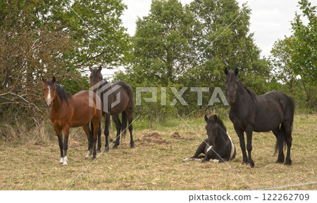 horses in nature 122262709