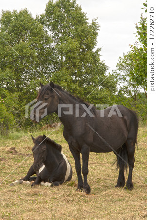 horses in nature 122262710