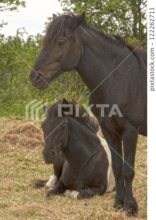 horses in nature 122262711