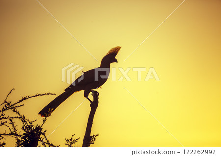 Grey go away bird in Greater Kruger National park, South Africa Grey go away bird in Greater Kruger National park, South Africa 122262992