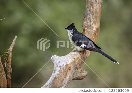 Pied Cuckoo in Greater Kruger National park, South Africa 122263009