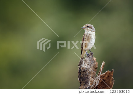 Red-backed Shrike in Greater Kruger National park, South Africa Red-backed Shrike in Greater Kruger National park, South Africa 122263015
