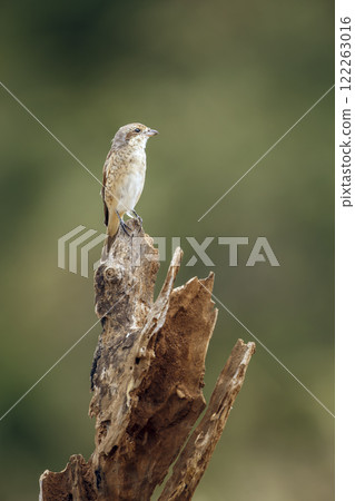 Red-backed Shrike in Greater Kruger National park, South Africa 122263016