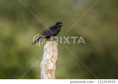 Red billed Buffalo Weaver in Greater Kruger National park, South Africa 122263019