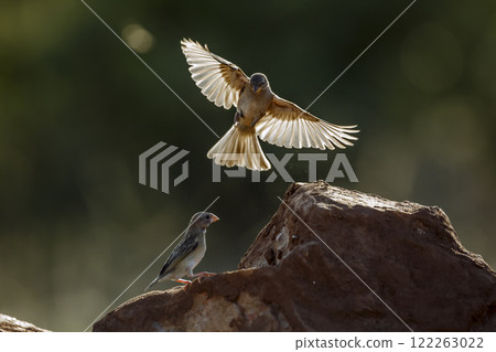 Red-billed Quelea in Greater Kruger National park, South Africa 122263022