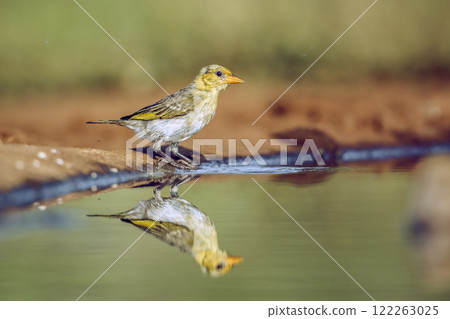 Red headed weaver in Greater Kruger National park, South Africa 122263025