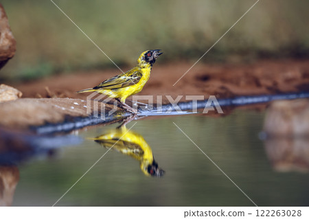 Southern Masked Weaver in Greater Kruger National park, South Africa 122263028