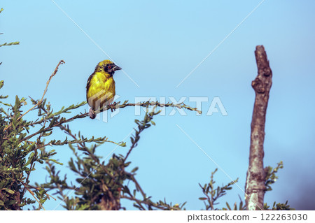 Southern Masked Weaver in Greater Kruger National park, South Africa 122263030