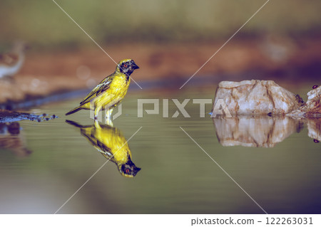 Southern Masked Weaver in Greater Kruger National park, South Africa 122263031